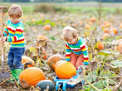 12 Terrific Pumpkin Patches In The Bay Area