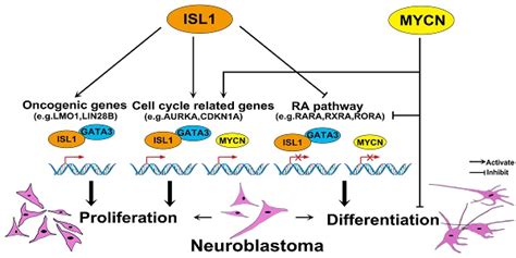 Collaborative Isl Gata Interaction In Controlling Neuroblastoma