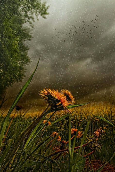 Pin By Thunderstorms And On Rainy Days Nature Photography Summer