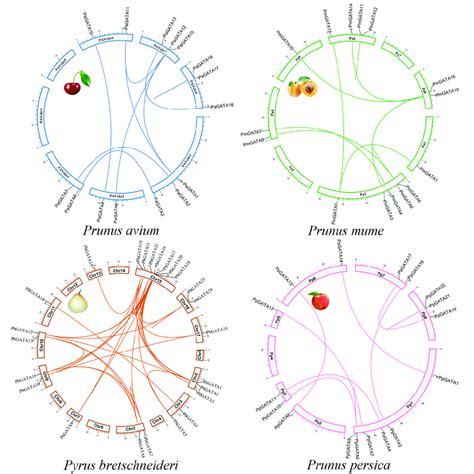 Gene Duplication And Chromosomal Localization Of Prunus Avium Prunus