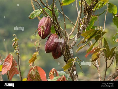 Árbol De Cacao Theobroma Cacao Fotos E Imágenes De Stock Alamy