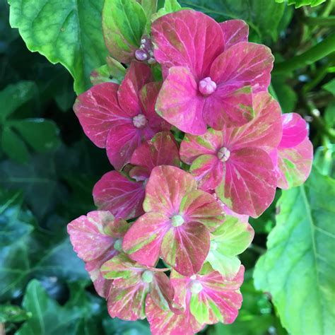 Hydrangea Macrophylla Glam Rock Hydrangea Glam Rock In Gardentags