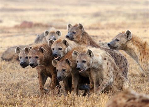 Researchers reconsider roles of second-rank hyena males | Spirit animal