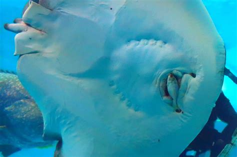 12 Interesting Facts About Stingray Teeth - Aquarium Whisperer