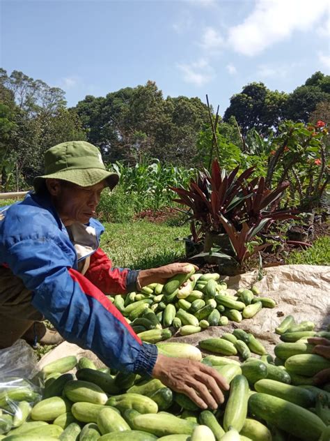 12 Tahun Jadi Petani Organik Ini Harapan Pak Slamet Blog Kecipir