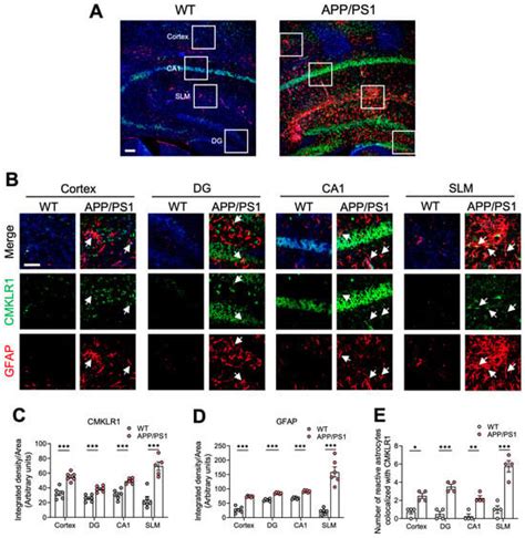 Ijms Free Full Text Effect Of Regulation Of Chemerin Chemokine Like