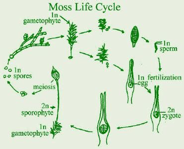 Moss Life Cycle Worksheet