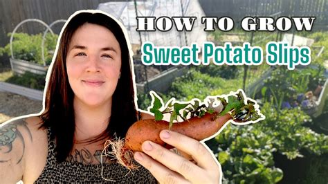 How To Grow Sweet Potato Slips Three Ways From A Grocery Store Sweet Potato Youtube