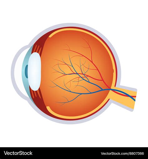 A Human Eye Anatomy Royalty Free Vector Image VectorStock