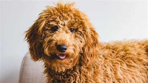 Golden Retriever x Poodle Mix - A Guide To Mixed Breed - Retriever Paws