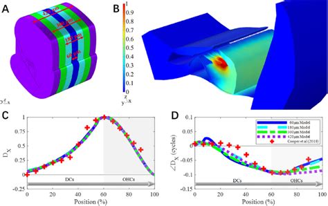 (A) Models with different lengths in the longitudinal direction. The ...