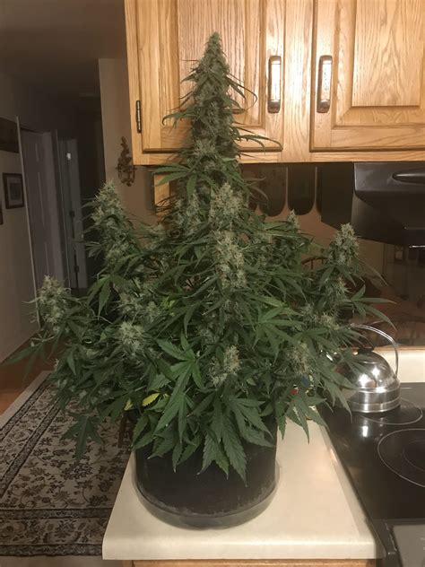 1184 Best Gorilla Glue Images On Pholder Weed Microgrowery And Autoflowers