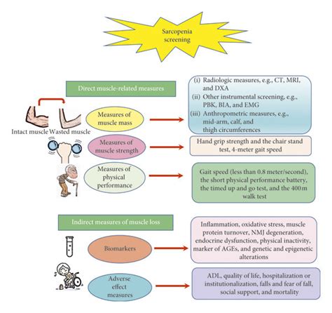 Schematic Illustration Of The Algorithm Used For Sarcopenia Screening