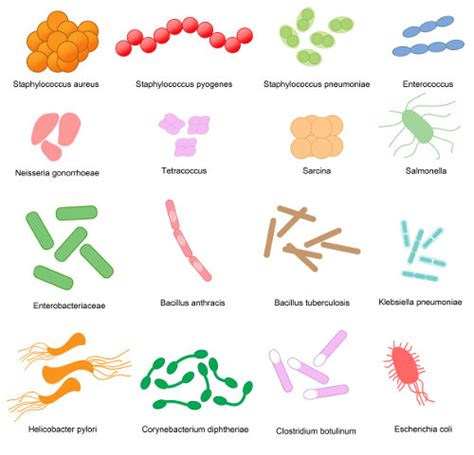 Reprodução Das Bactérias Biologia Net