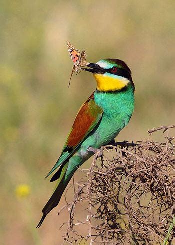 European Bee-Eater: The Animal Files