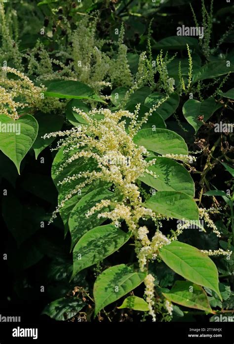 Japanese Knotweed In Flower Reynoutria Japonica Fallopia Japonica