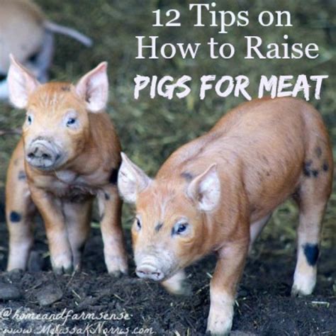 Tips On Raising Pigs For Meat Home And Farm Sense Raising Farm