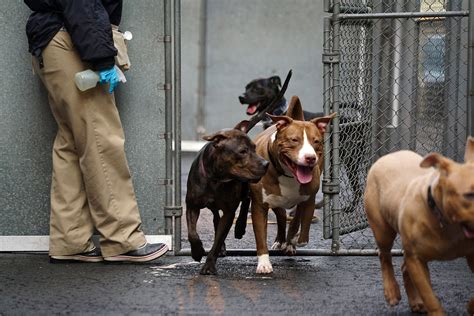 Animal Deaths Down And Adoptions Up Amid Reforms At New York Shelters