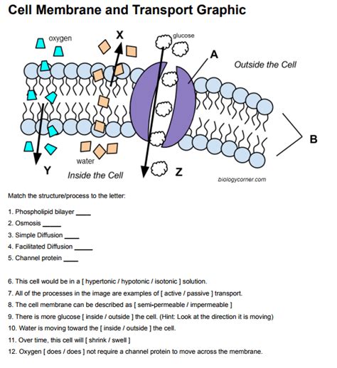 Cell Transport Worksheet Biology Answers Cell Membrane Coloring The