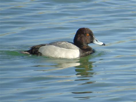 CAMBRIDGESHIRE BIRD CLUB GALLERY: Hybrid Duck