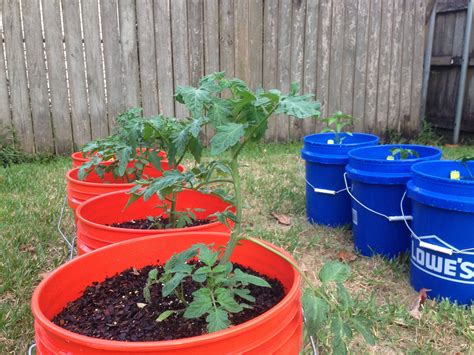 Bucket Garden | Veg garden, Bucket gardening, Gorgeous gardens