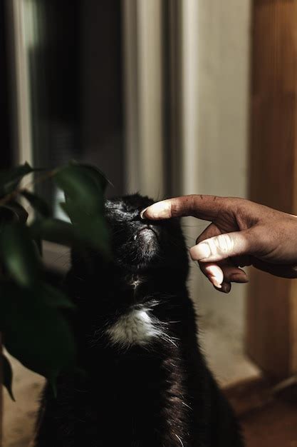 Um Gato Preto Uma Mancha Branca No Nariz Est Sendo Acariciado Por