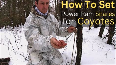 How To Set Ram Power Snares For Coyotes Coyote Trapping Tips For