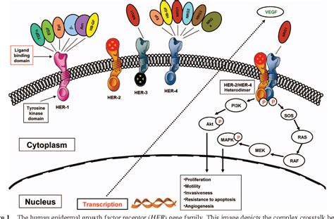 Figure 1 from The HER-2 receptor and breast cancer: ten years of ...