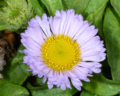 Seaside Daisy Seaside Daisy Erigeron Glaucus Don Loarie Flickr