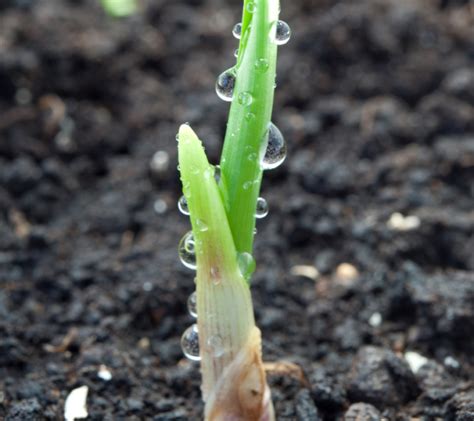 How To Grow Garlic At Home From Cloves