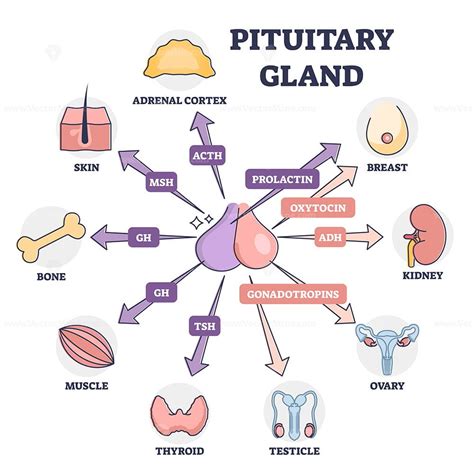 Pituitary gland hormones medical influence to human organs outline ...