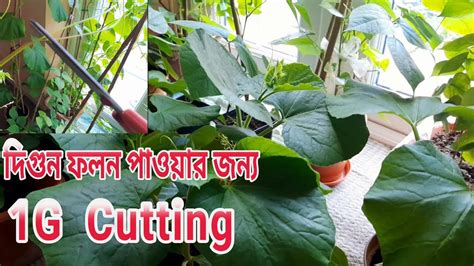 Shoker Bagan Bottle Gourd Plants Bangladeshi Kodu Plants Garden