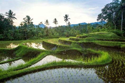 Jatiluwih & Batukaru Jeep Tour, Bali