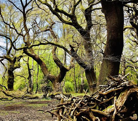 Ancient Oaks Photograph by Tony Williams | Fine Art America