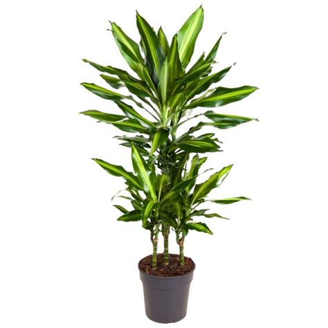 Dracaena Cintho Pot De 21 Cm Coclicoh