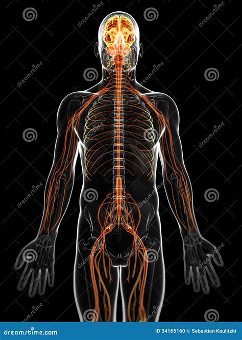 The Male Nervous System Stock Illustration Illustration Of Medical