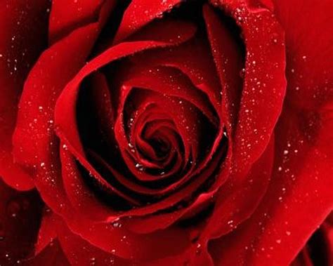 Most Popular Photos And Wallpapers: 2012 valentine roses images, roses ...