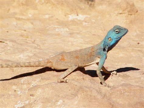 Lizards Every Hour Still Alive On Twitter Sinai Agama