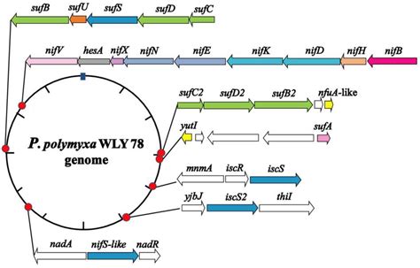 IJMS Free Full Text Identification Of Genes Involved In FeS