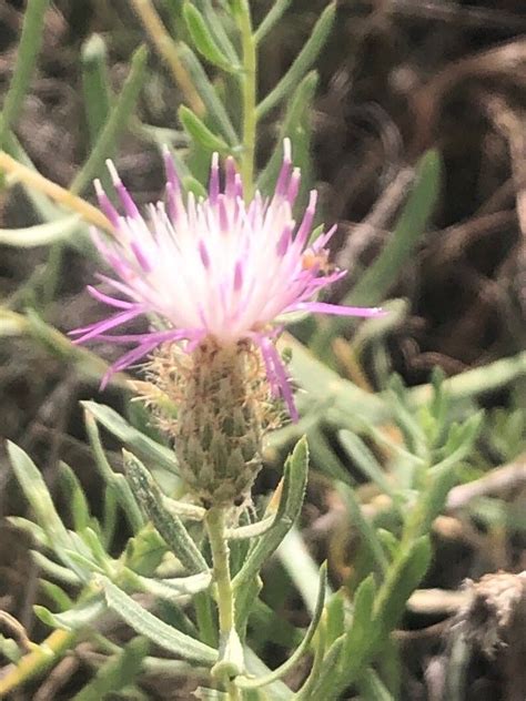 Centaurea Hyssopifolia Vahl World Flora Pl NtNet Identify