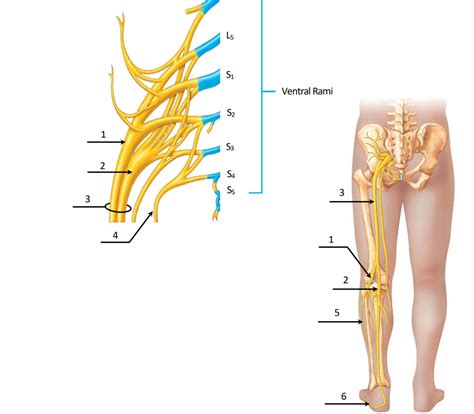 Sacral Plexus Diagram