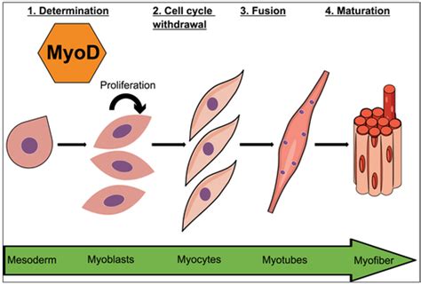 Myology Flashcards Quizlet