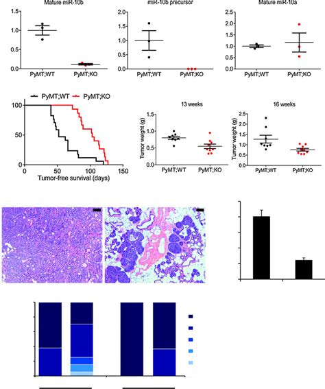 Deletion Of MiR 10b Impedes Mammary Tumor Initiation Growth And