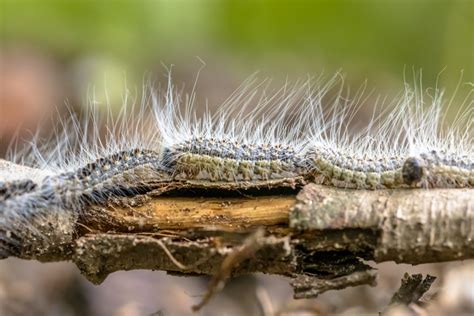 Poils Urticants Des Chenilles Processionnaires Dur E Et Risques