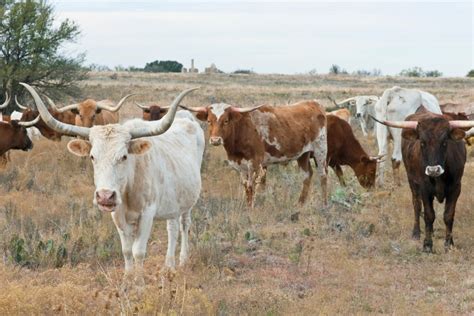 Cattle Breeds in Texas: A Comprehensive Guide