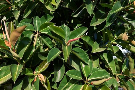 Canicule à l horizon les 10 meilleures plantes pour rafraîchir