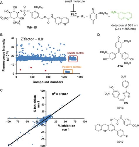 High Throughput Screen For Small Molecule Plc Inhibitors A