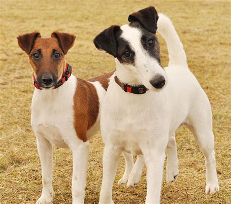 Fox Terrier Smooth Adoption In Alabama Fox Terrier Smooth Puppies