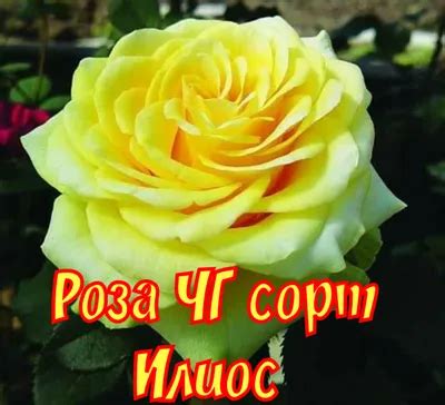 Роза илиос фото - 74 картинки