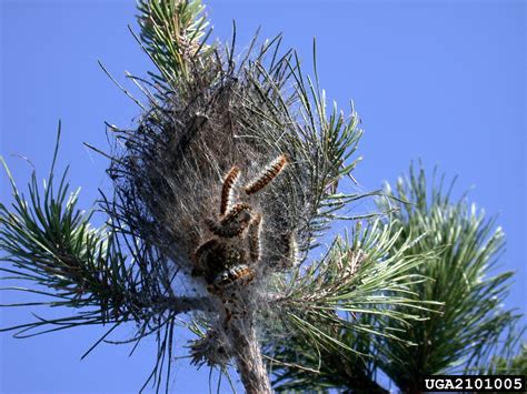 Pine Processionary Moth Thaumetopoea Pityocampa